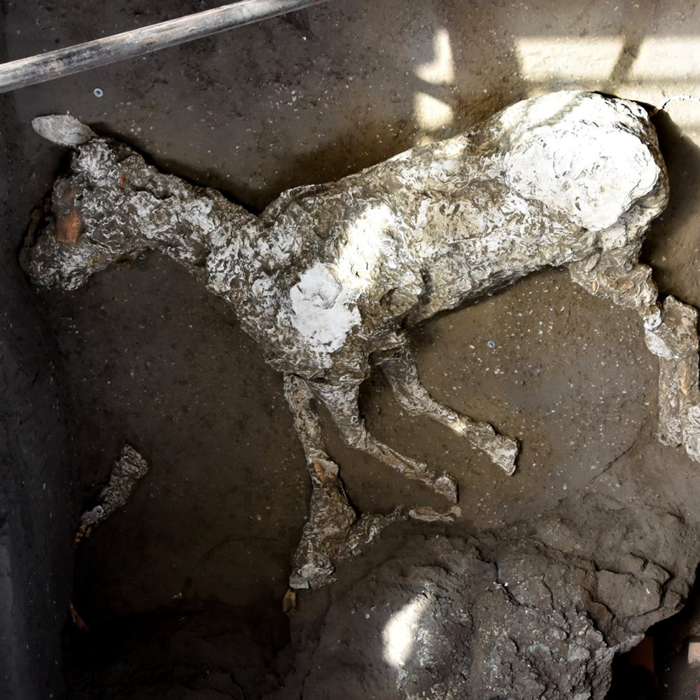 La sagoma di un cavallo emerge dai nuovi scavi di Civita Giuliana a Pompei